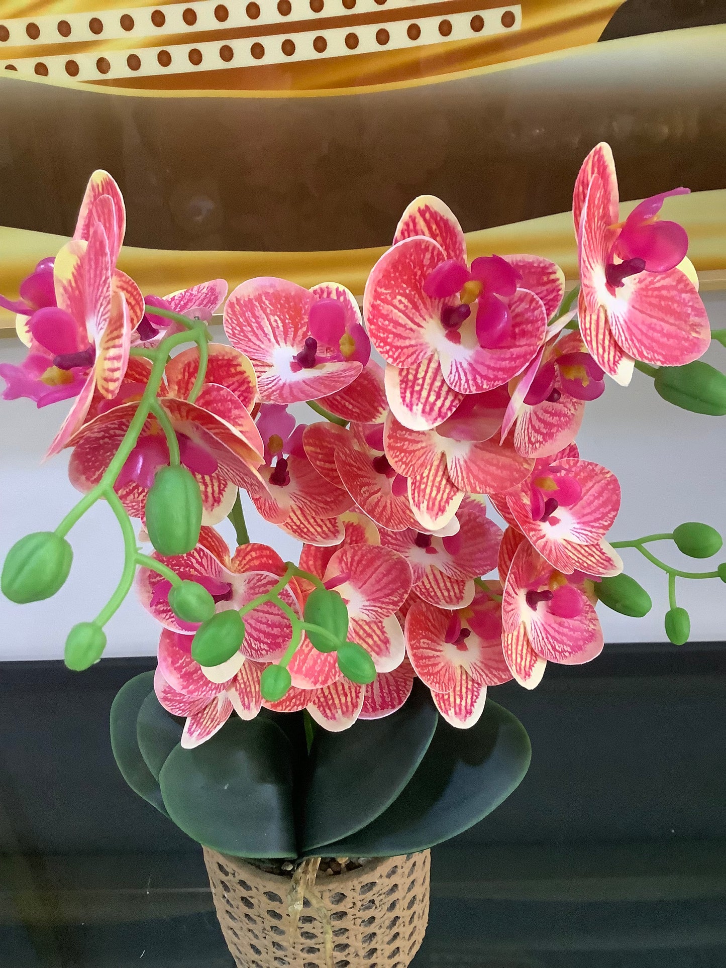 Brown base Orchid plant