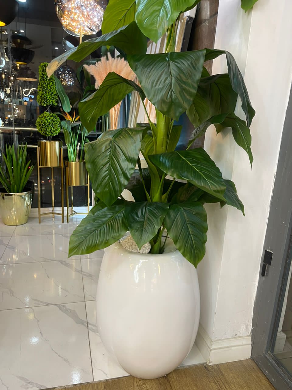 Fiber pots and plant