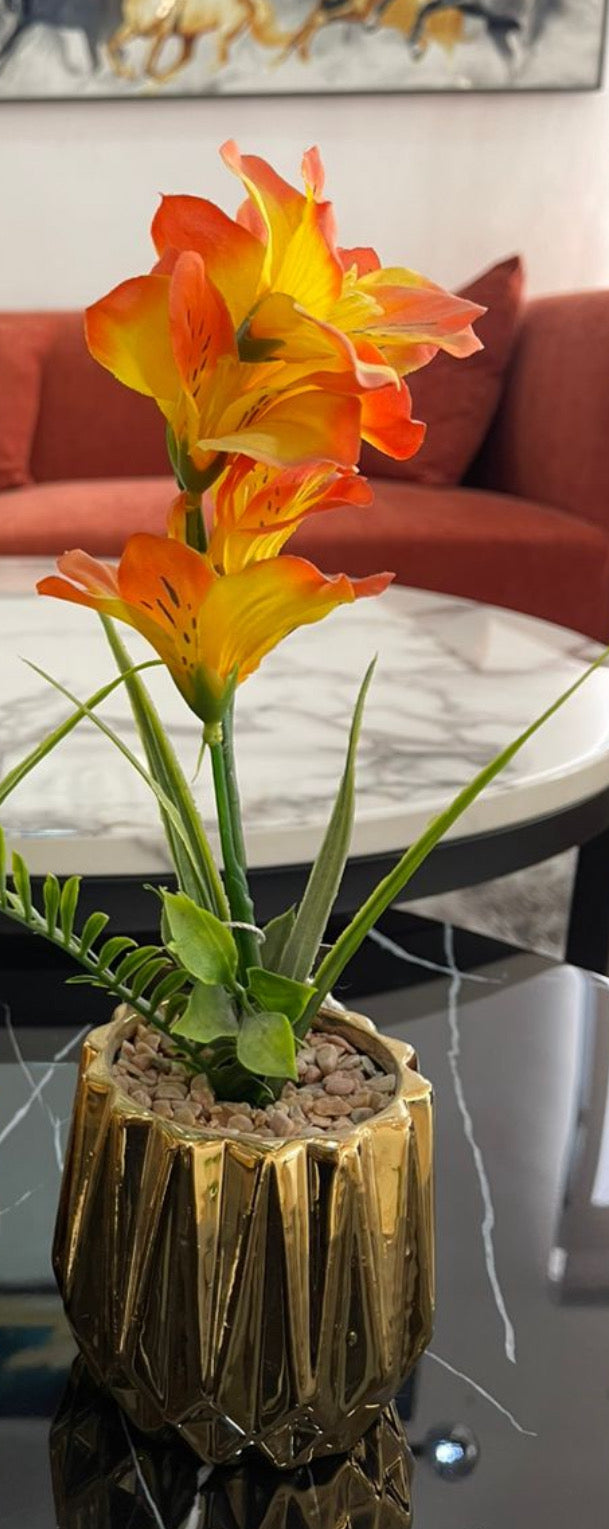 Gold Table Plant