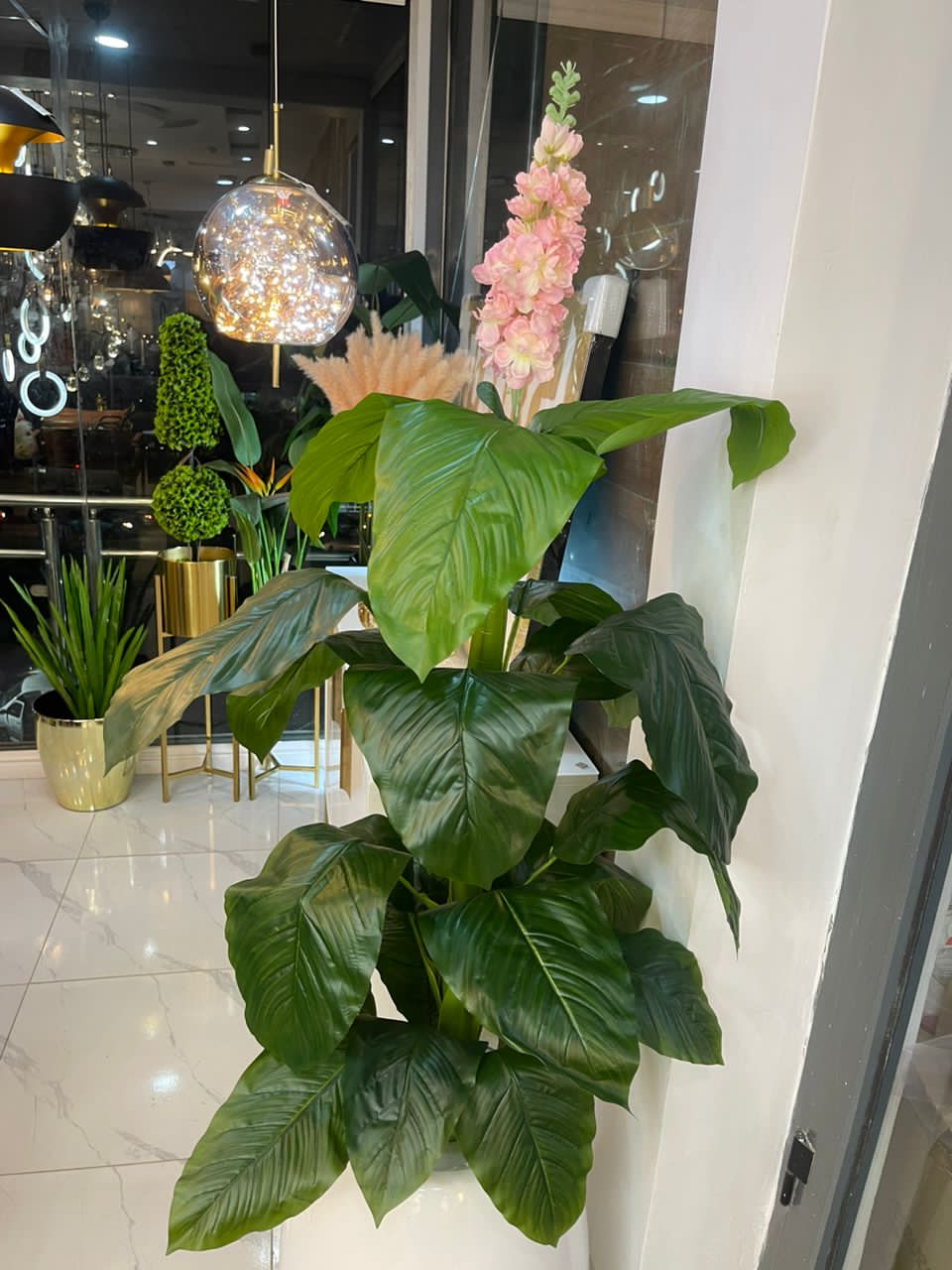 Fiber pots and plant