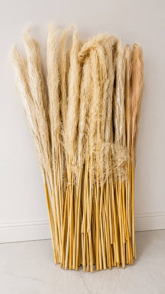 Pampers grass( per 1 stick)